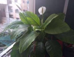 Huge Peace lily