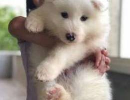 samoyed dog