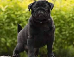 Pug puppy for sale, cable, 4 months