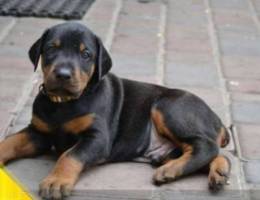 Doberman puppies kennel