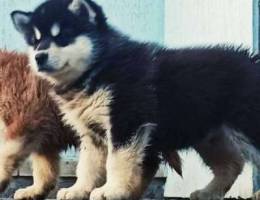 I will sell the Alaskan Malamute