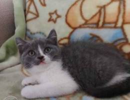 I will sell purebred kittens of Scottish a...