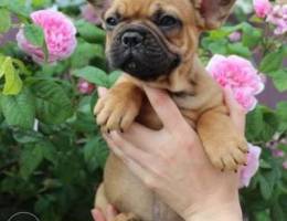 A French bulldog boy is for sale. The pupp...