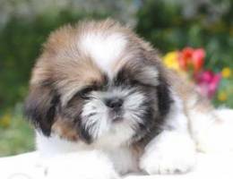 Bright and Handsome Shihtzu