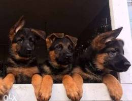 FCI Shorthaired Shepherds