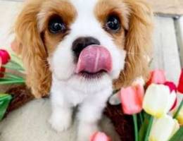 Cavalier King Charles