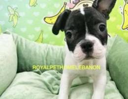 .. French Bulldog Imported!