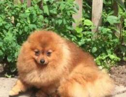 Pomeranian Red