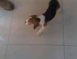 Beagle