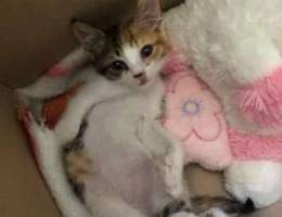 mixed Angora cat