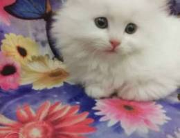 Persian kittens healthy and playful males ...