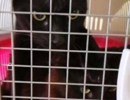 2 Years Old Bombay Cats for Sale(1 Long Ha...