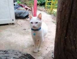 Ancora cat for sale