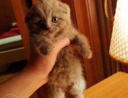 Scottish fold female available