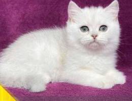 British shorthaired kittens for sale, 1 gi...