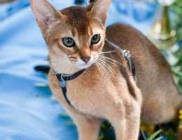 Abyssinian of wild color with the right of...