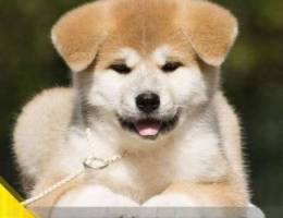 Miracle puppies of akita inu, japanese aki...