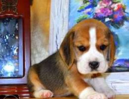 Beagle puppies from Champions