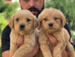 Golden retriever males available