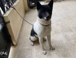 want to sell akita