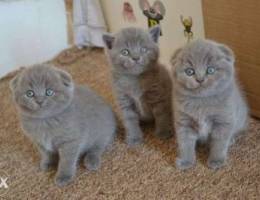 scottish fold female & male