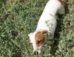 Female Jack russel