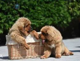 Enormous FCI Mastiff Puppies