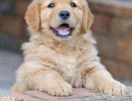 Golden retriver