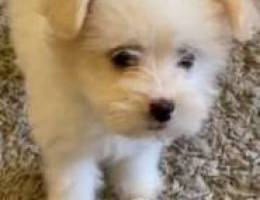 Bichon maltese only 100$