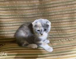 Scottish fold