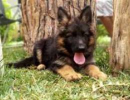 German shepherd