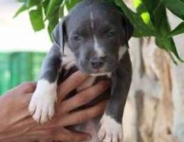 Pitbull blue nose