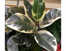 ficus elastica special leaves