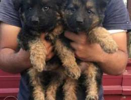 German Shepherd Offersss