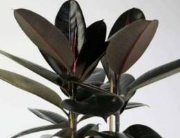 rubber plant dark leaves