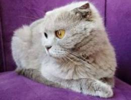 Scottish fold lilac