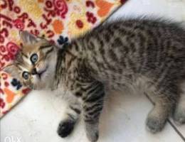 Available Scottish Fold and British cats f...