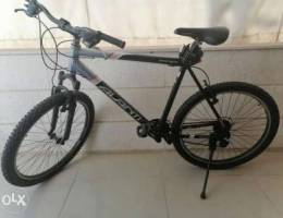 Avanti road bike 29