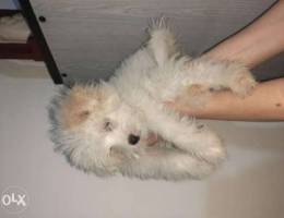 Super cute bichon maltese