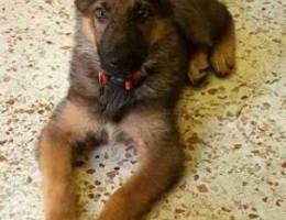 German shepherd