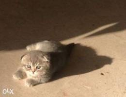 Top Quality Scottish fold