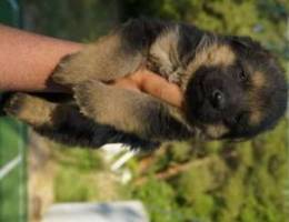 Gsd puppies available