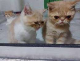 2 cats for sale