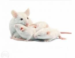 white mice