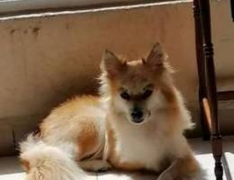 Pomeranian Need a male for Mating in 2 day...