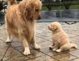 Puppies golden retriever