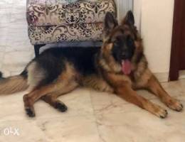 Berger Allemand Male Pure Breed