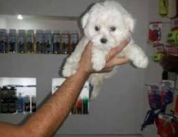 Bichon nnnn