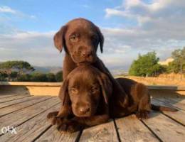 Pure pedigree Chocolate Labrador retreiver