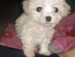 700 gram mini bichon low price